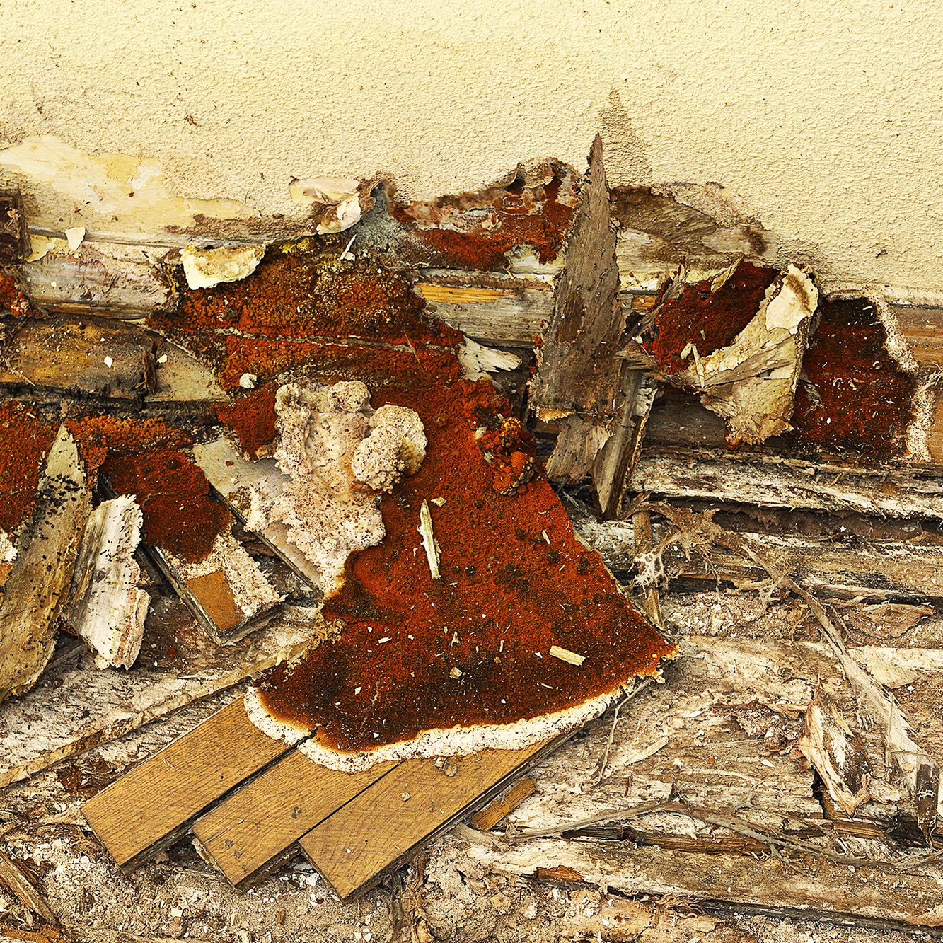 Dry Rot Dry Rot