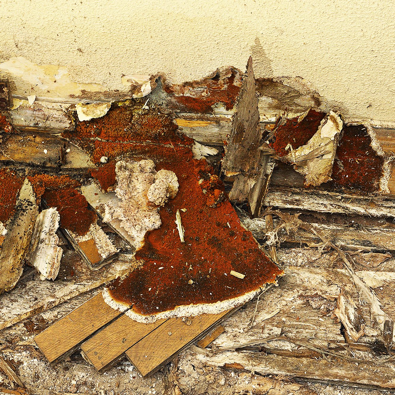 Dry Rot